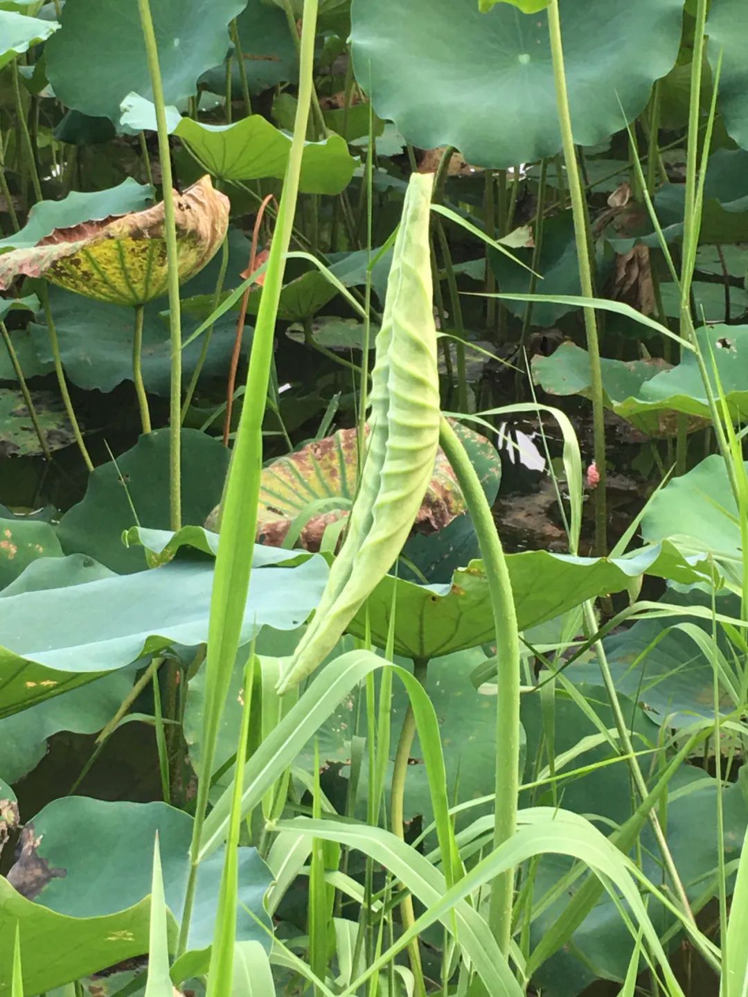 《旭光骑行深圳》第35站——罗湖区笋岗街道