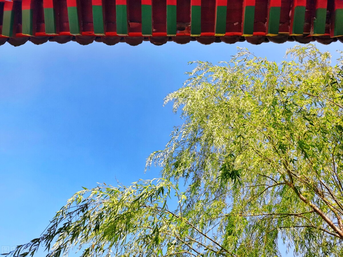 风吹杨柳万千条打一动物,风吹杨柳万千条解析