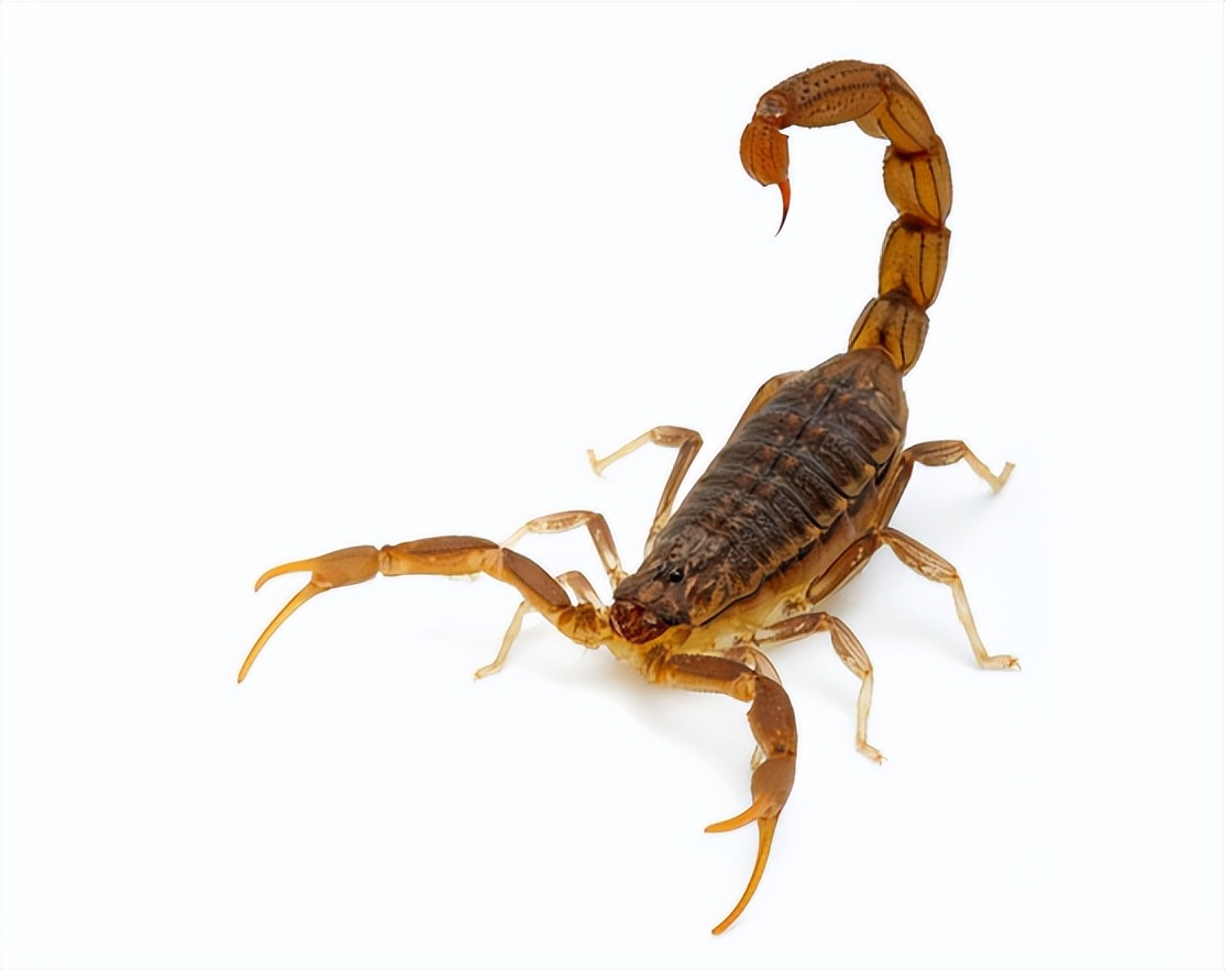 蝎子养殖的前期工作是什么,蝎子繁殖期怎么管理