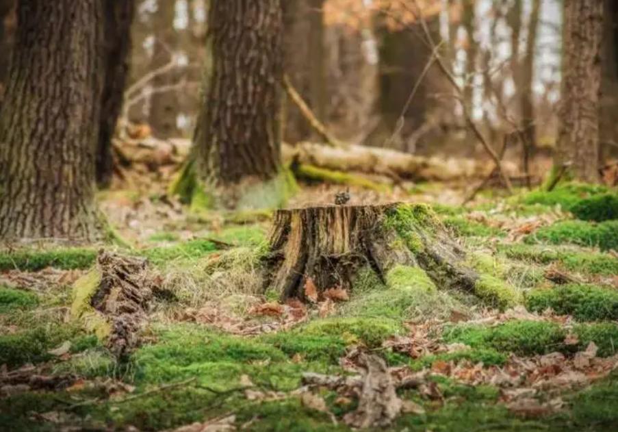 盗伐、滥伐林木罪的法律认定与应对策略探析