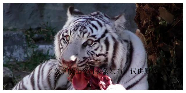 为何动物园不给老虎喂猪肉，吃猪肉有何危害？老虎尸体怎么处理？