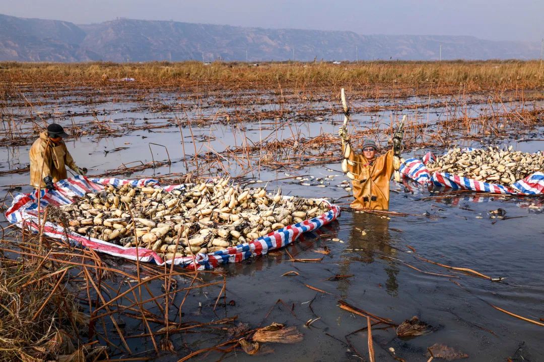 迎接党的20大美术作品,喜迎二十大乡村摄影展