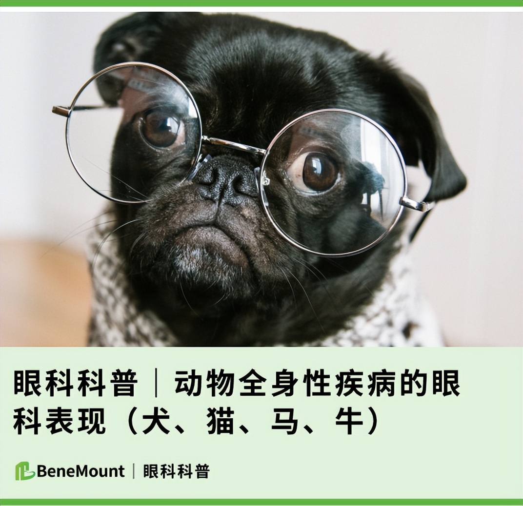 眼科常见疾病图解,眼科疾病图解大全