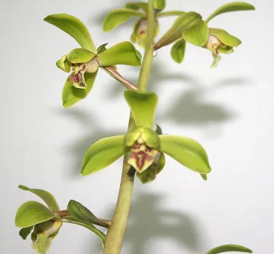 蕙兰老八种图片,蕙兰新八种图片高清