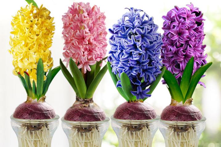 春季养这6种花请别再频繁浇水了,3种花漂亮又好养