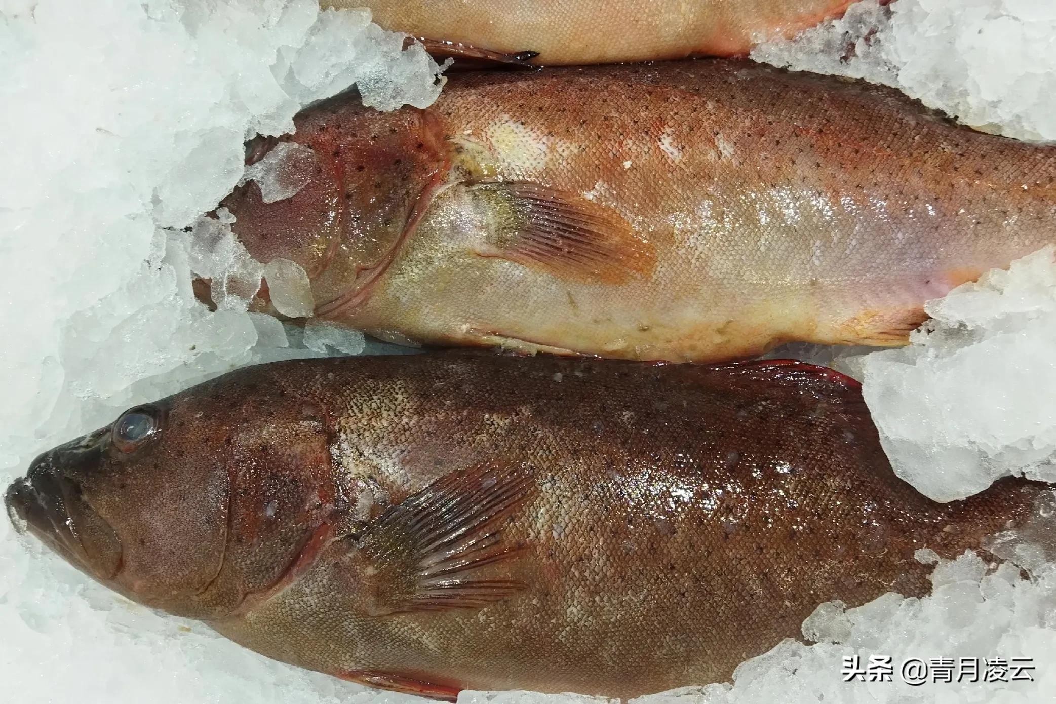 海鲜市场常见海产品图鉴,海鲜市场常见海产品图鉴表图例