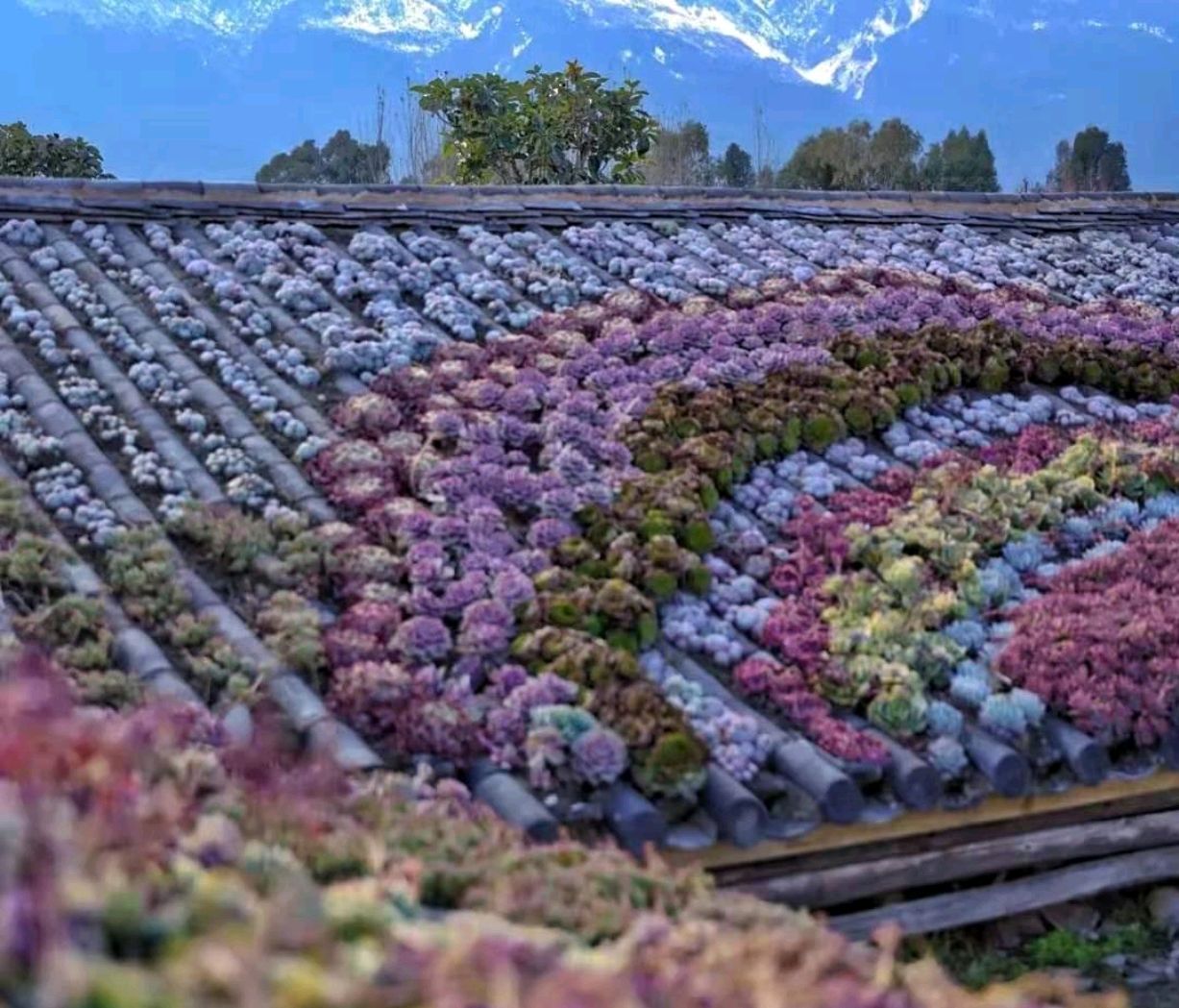 以前屋顶的多肉,多肉屋顶种植全过程