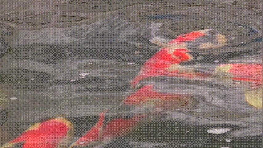 开眼界的鱼卖了7万元,开眼界的鱼叫什么鱼