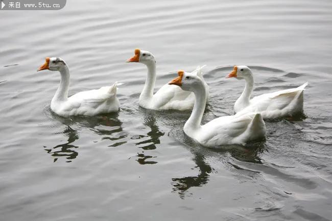 散文作诗,散文白鹅