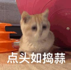 养小奶猫需要准备什么用品,家猫小奶猫怎么养活