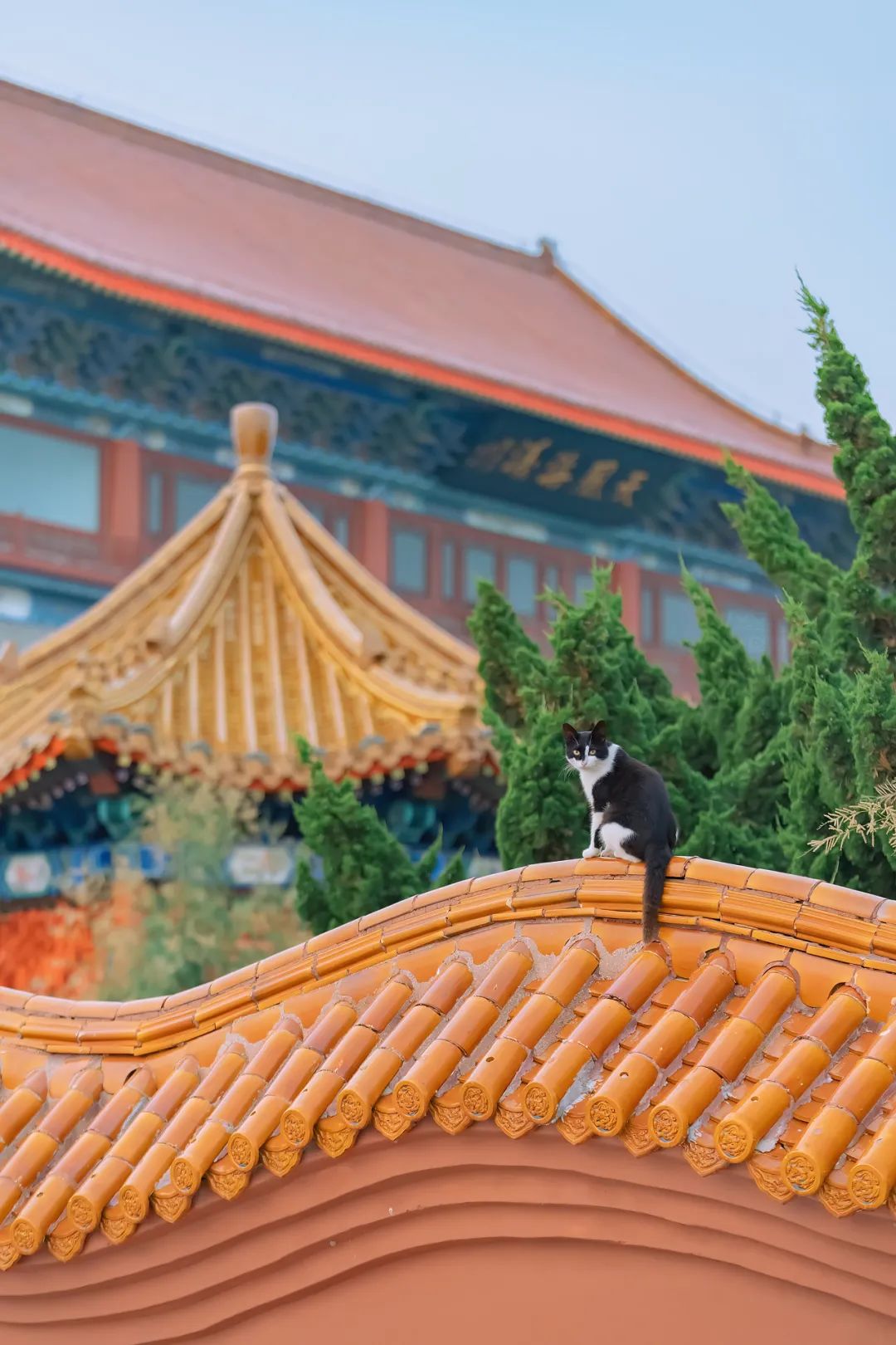 八仙过海各显神通鼠来宝,八仙过海狸猫