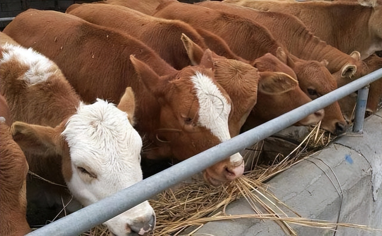 用什么料喂牛养得快,喂牛怎么喂才长得又快又肥