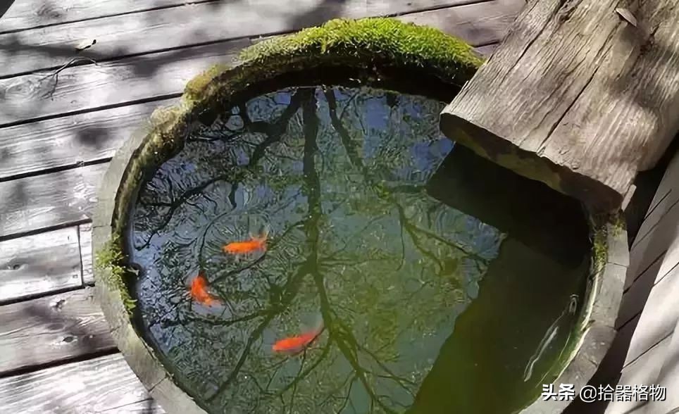 古代养金鱼怎么养活的,来谈一谈古人是如何养金鱼的