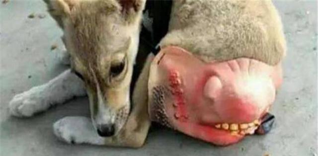 狗子得知邻居家狗怀孕,女主人发现宠物怀孕