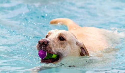 拉布拉多优缺点大全,拉布拉多的优点和缺点真实版