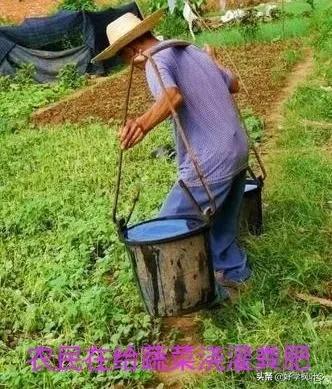 农村老头的脚丫子，远比超标添加剂、超标农药残留安全卫生得多