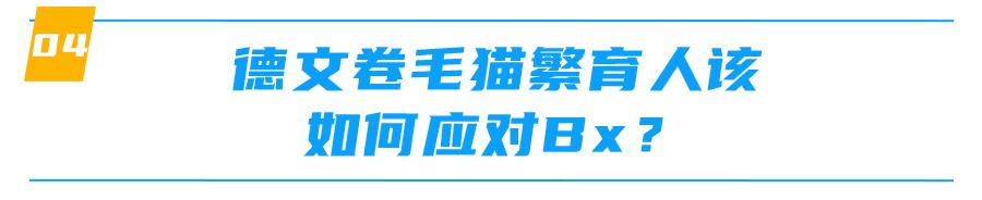 重点色德文卷毛猫棕色,德文卷毛猫有什么基因缺陷吗