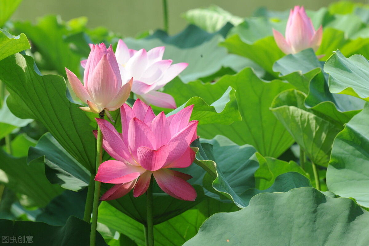 特别想念一个人要不要主动联系,想念一个人但不知道说什么好