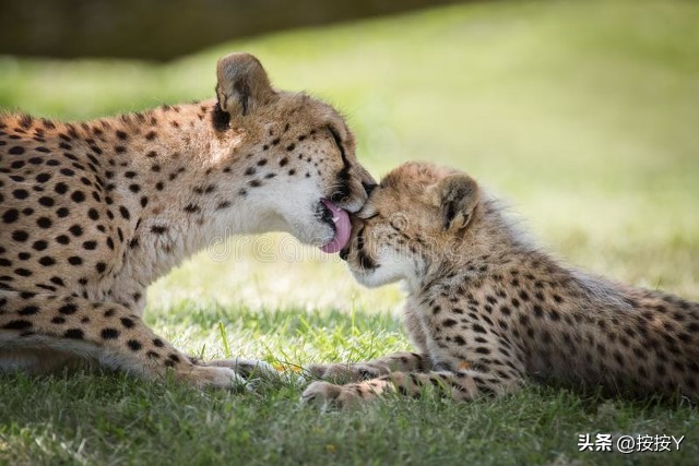 猎豹奔跑的速度比人类快多少,猎豹一个小时能奔跑多少千米