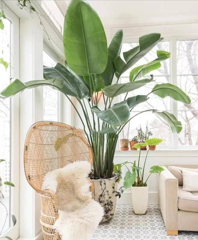 客厅买什么花放最好风水旺,客厅摆什么花容易招财运