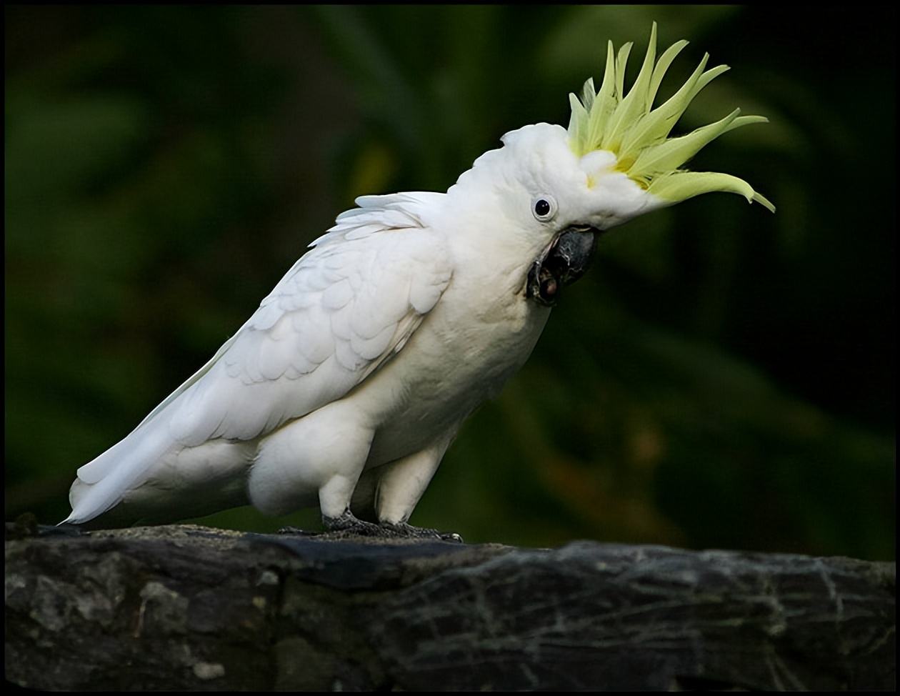 鹦鹉翅膀受伤了多久才能恢复,鹦鹉严重外伤怎么治疗最好