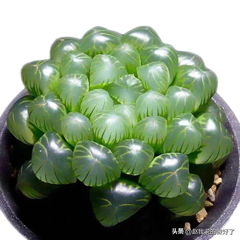 姬玉露移栽后夏天怎么养护,姬玉露用什么土养最好活