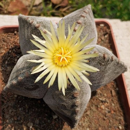 十二卷多肉的品种图鉴,100种多肉植物图片大全