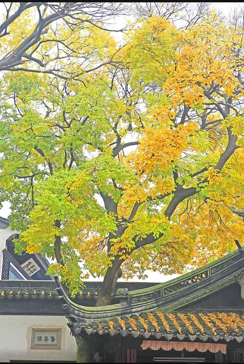 苏州古典园林世界文化遗产介绍,苏州古典园林世界文化遗产