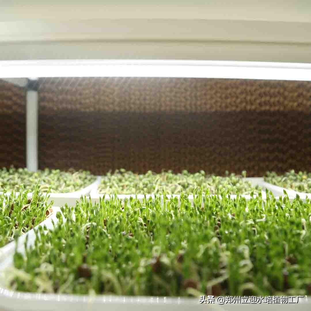 水培芽苗菜是真正的纯天然无公害,在家零基础水培芽苗菜