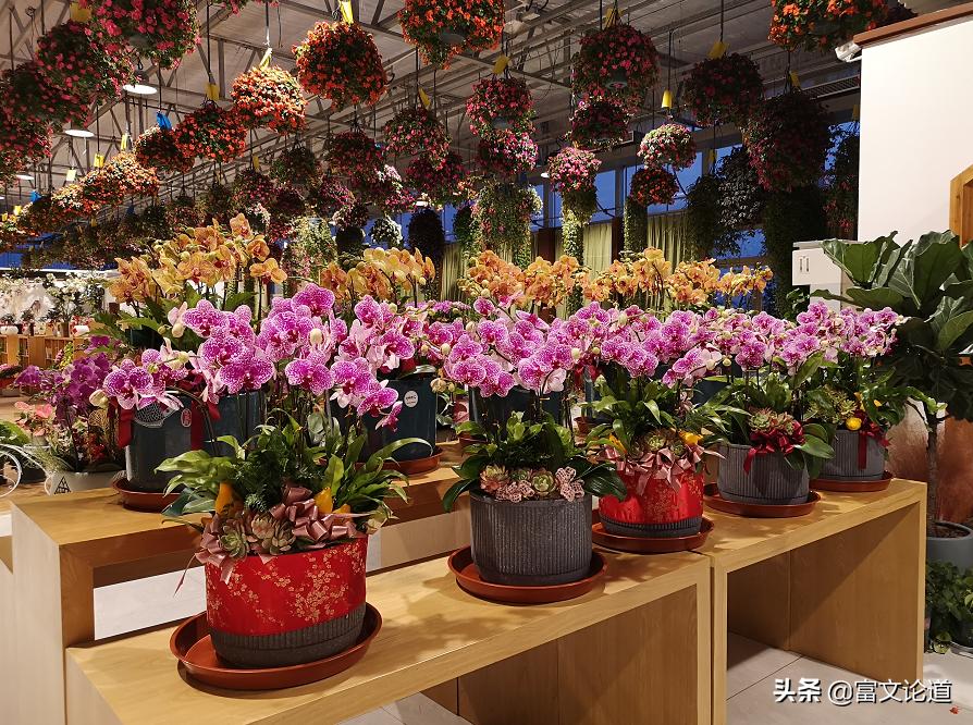 丰城花卉小镇杜鹃花海,丰城花卉小镇攻略