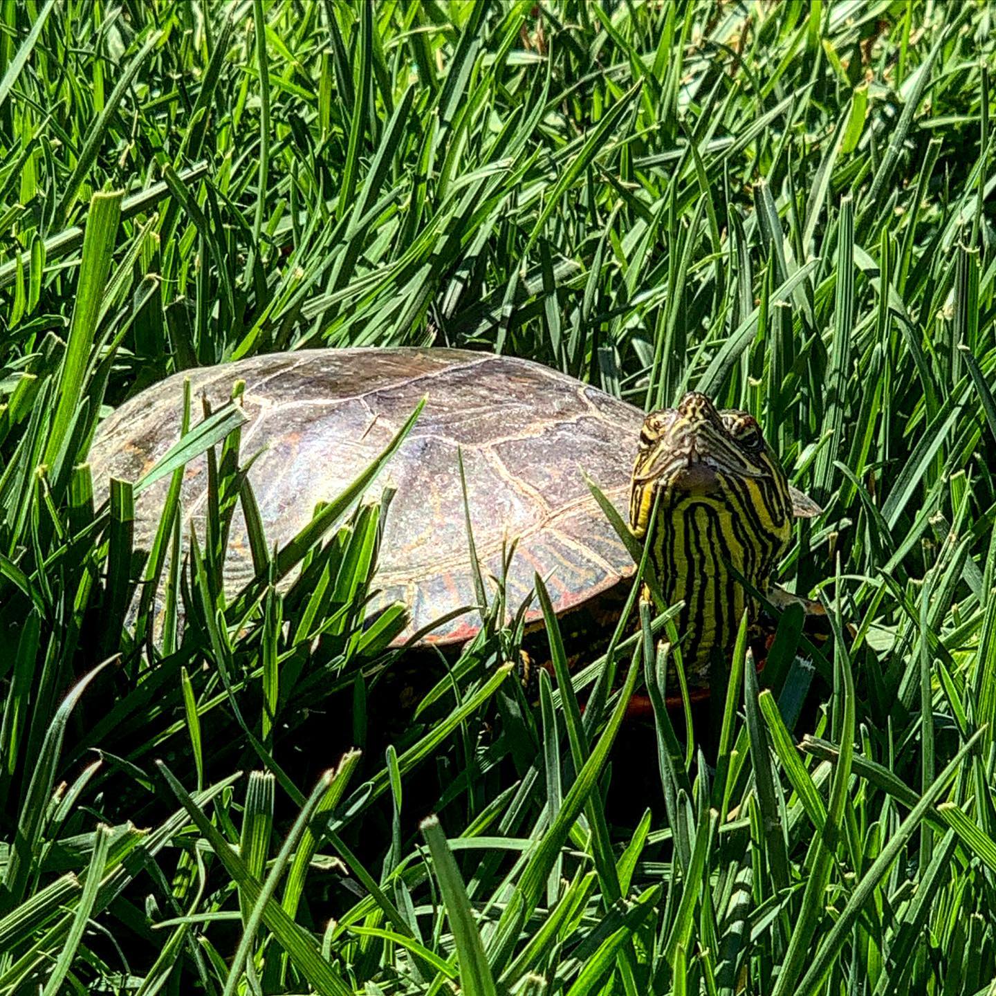 火焰龟吃红薯叶好不好,为什么火焰龟吃红薯叶