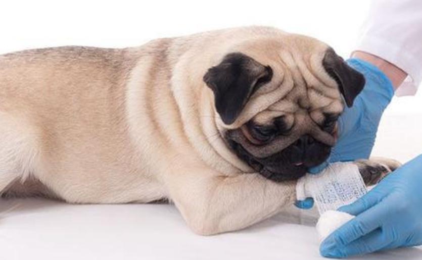 宠物狗咬人怎么教育,宠物课堂小知识