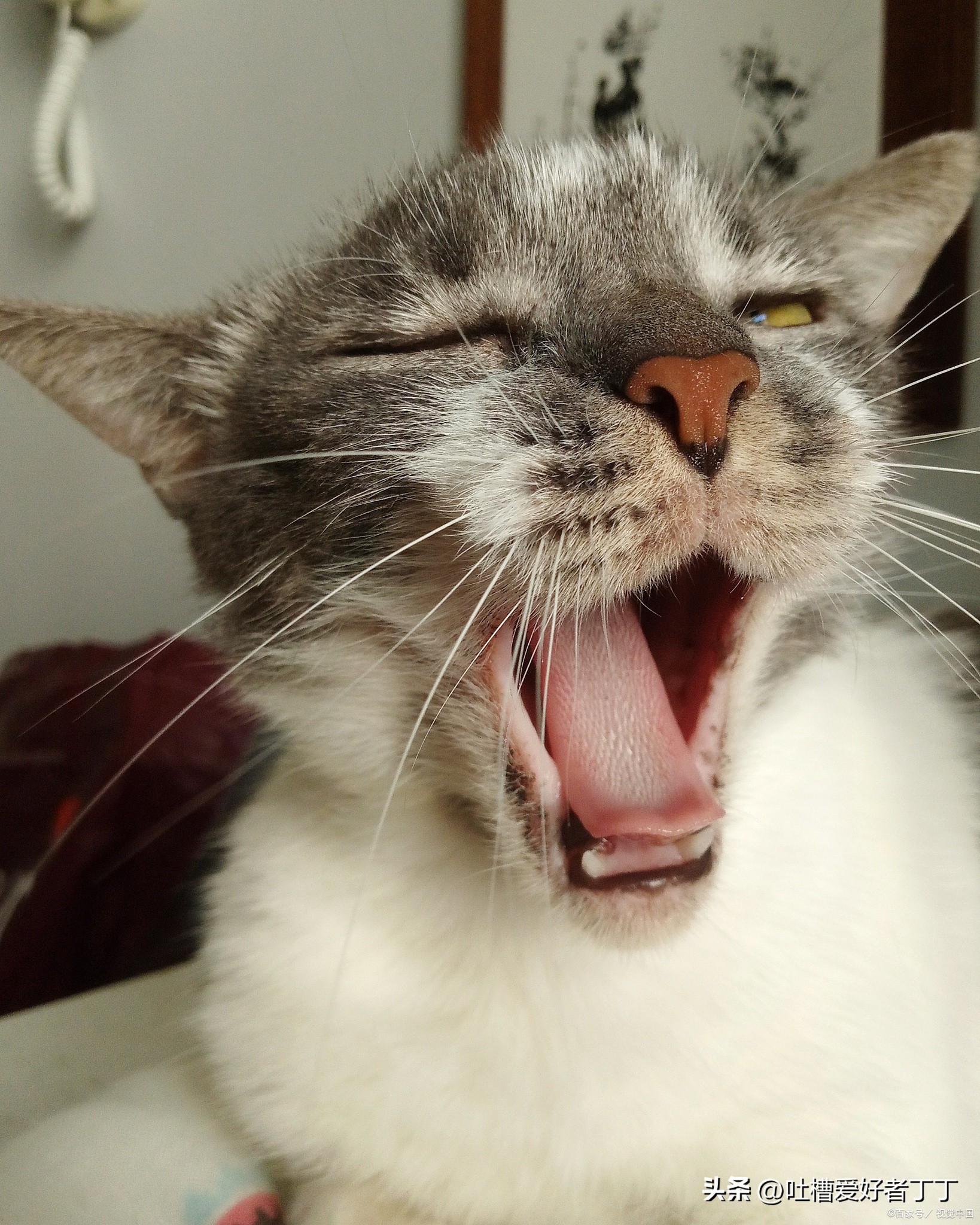 猫咪打喷嚏喷出血,猫咪打喷嚏打出血是怎么回事