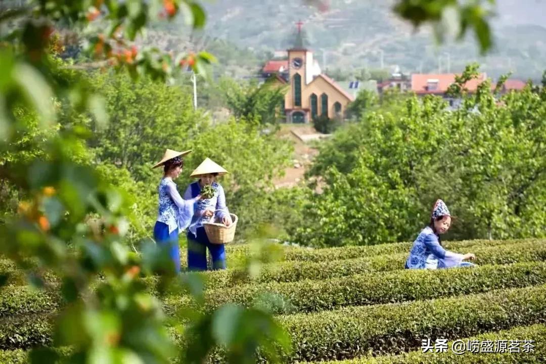 青岛正宗崂山绿茶,青岛正宗的崂山绿茶