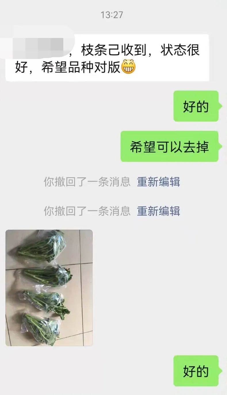 入门天竺葵的扦插方法图解,天竺葵扦插跟绣球扦插方法一样吗