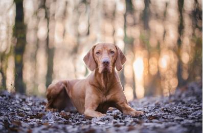 最粘人的六种狗,最忠诚粘人的狗有几种