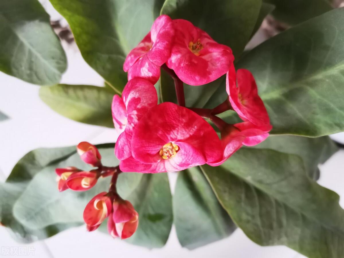 虎刺梅花苗为什么叶子发黄也不长,虎刺梅叶子发黄补救办法复合肥