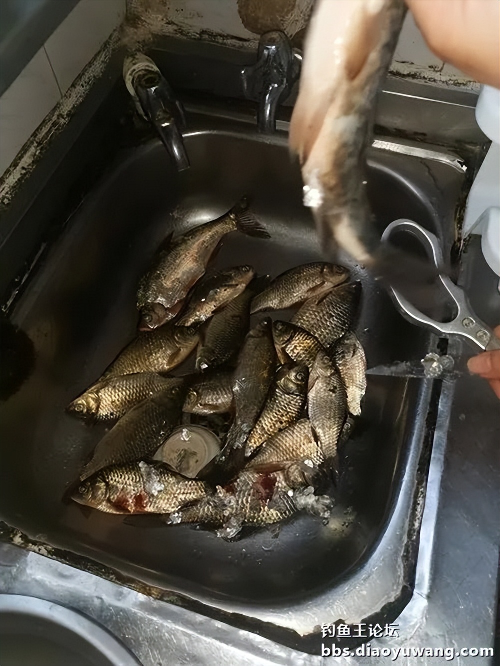 夜钓沙坑钓鱼视频大全,首钓