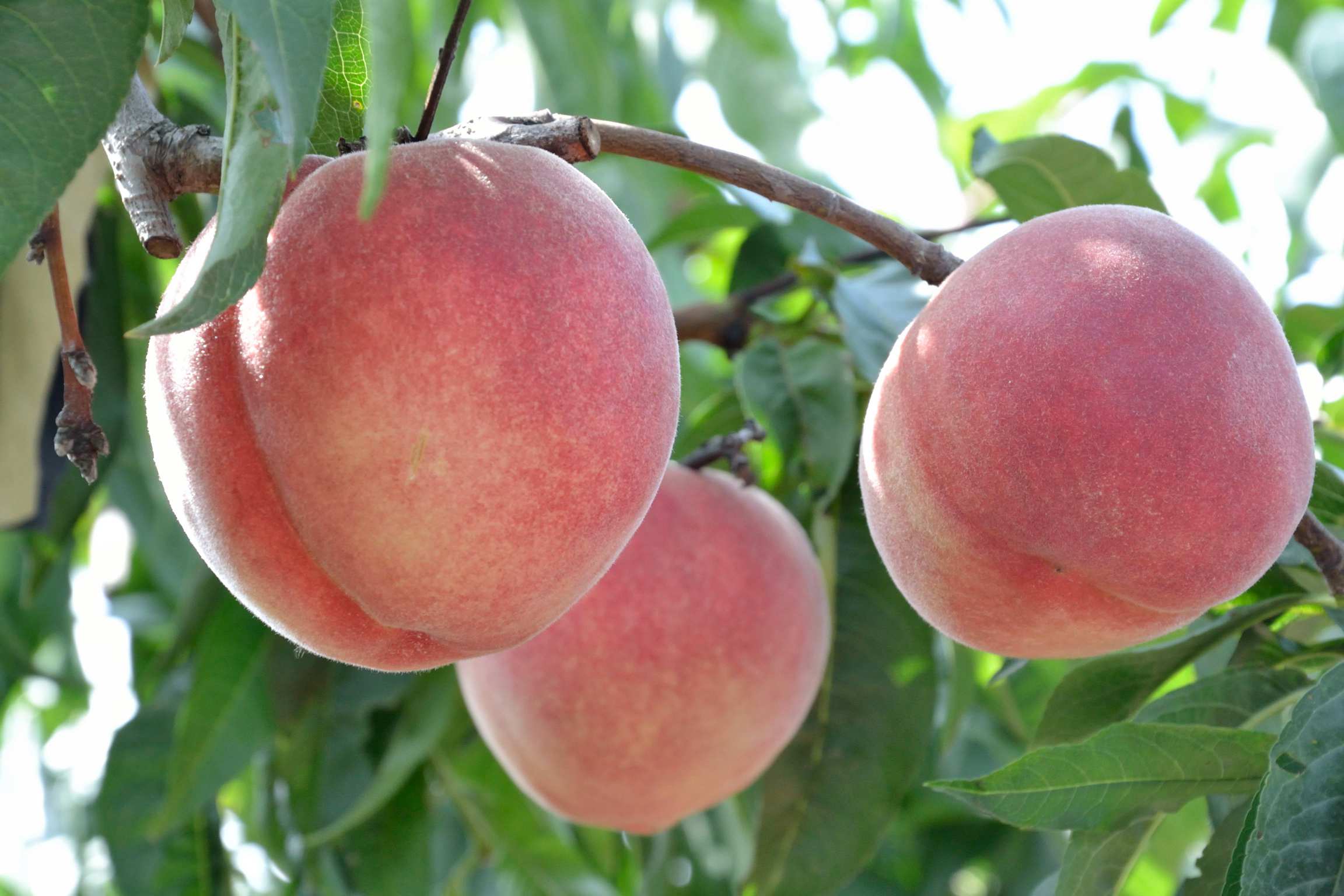 甘肃这边的水果,甘肃的水果少吗