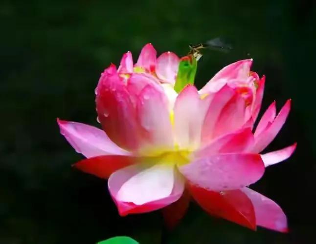 最美荷花古诗图片,诗词荷花图片大全