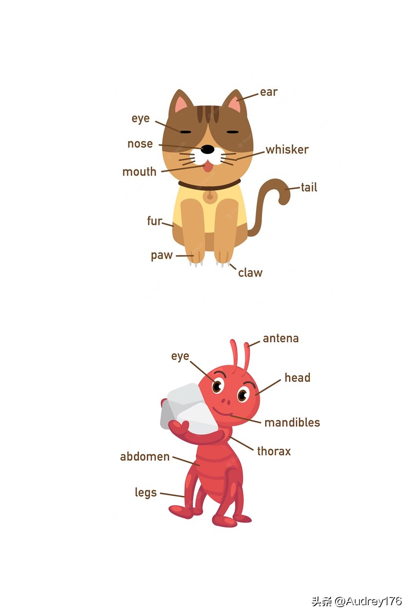 动物部位英语单词,动物身体器官英语单词大全