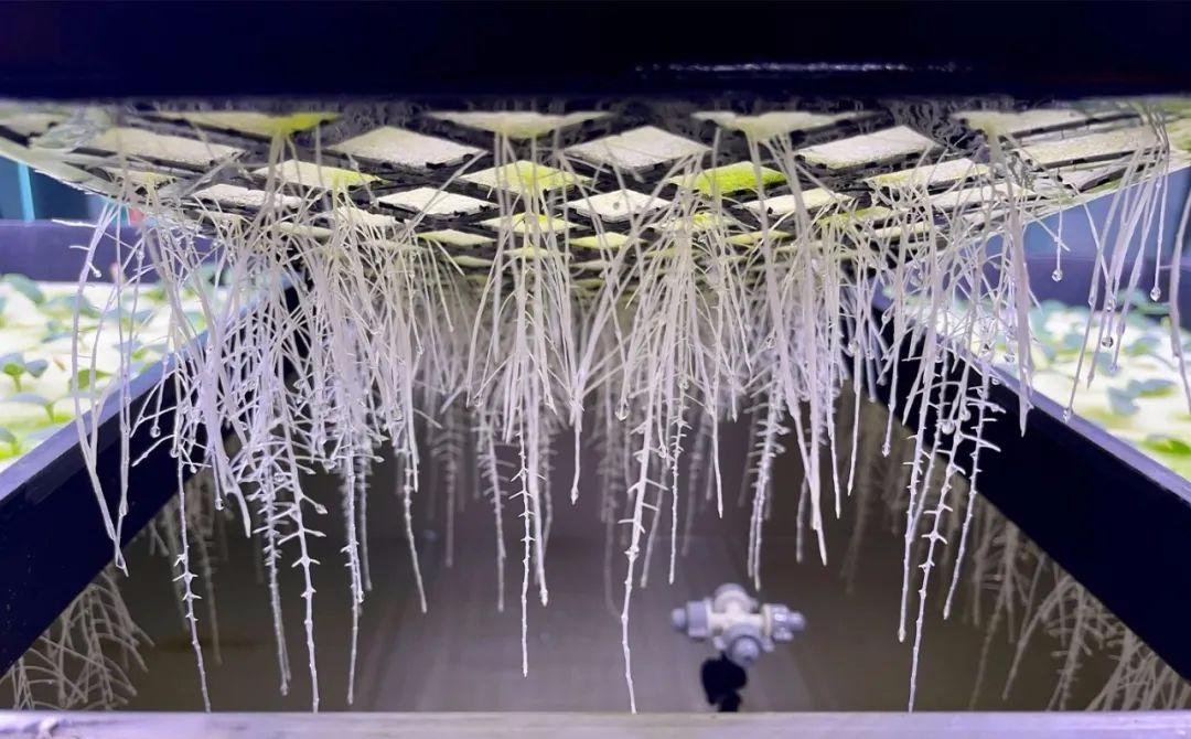 雾培蔬菜种植技术视频,在家水培蔬菜水果种植技术