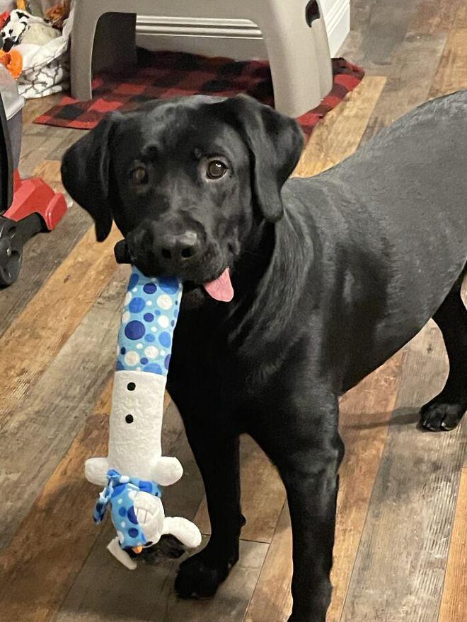 一身反骨的狗狗也有温柔的一面,天生反骨狗狗