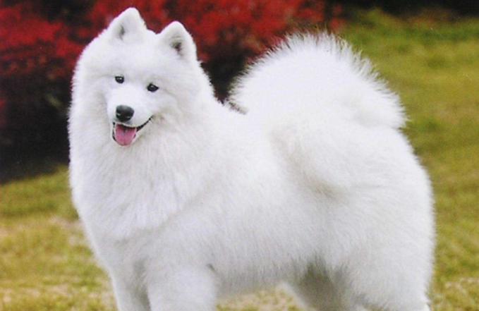 萨摩耶主人生气怎么办呢,怎么判断萨摩耶是不是在微笑