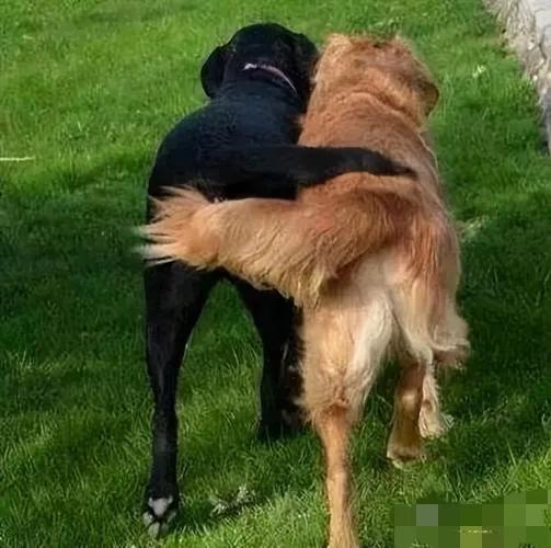 狗王完整视频,狗王单挑狼王