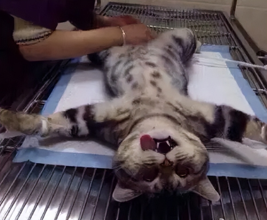 猫咪做完绝育需要注意啥,猫咪做了绝育以后注意事项