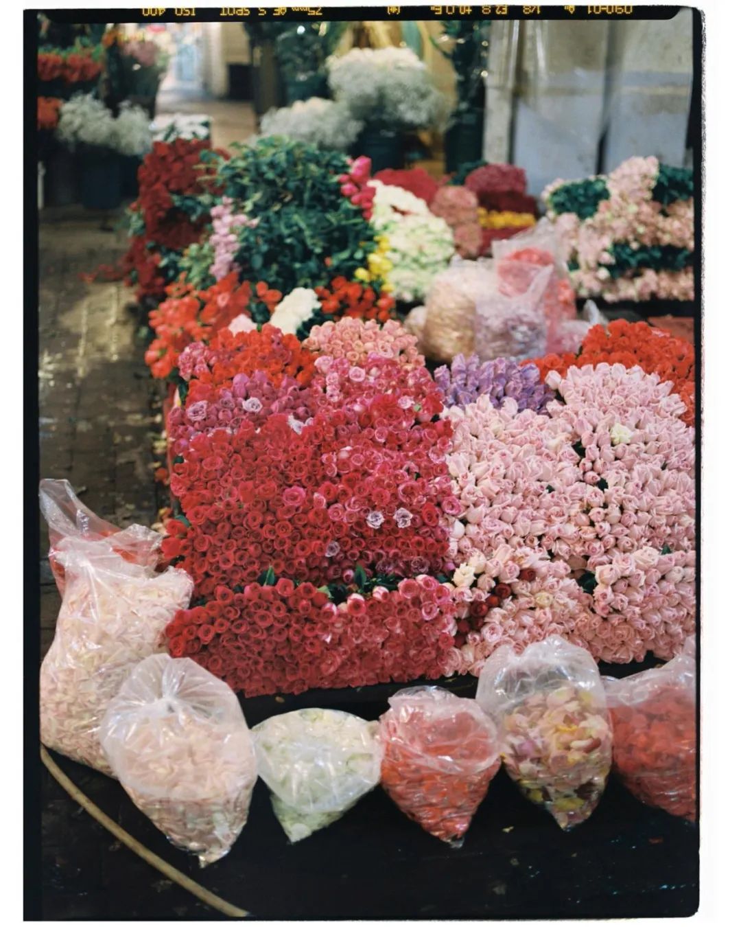 她拍的花，也太好看了