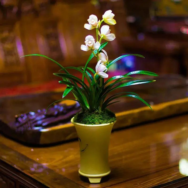 跌落神坛的名贵兰花,盘点最近几年火的兰花