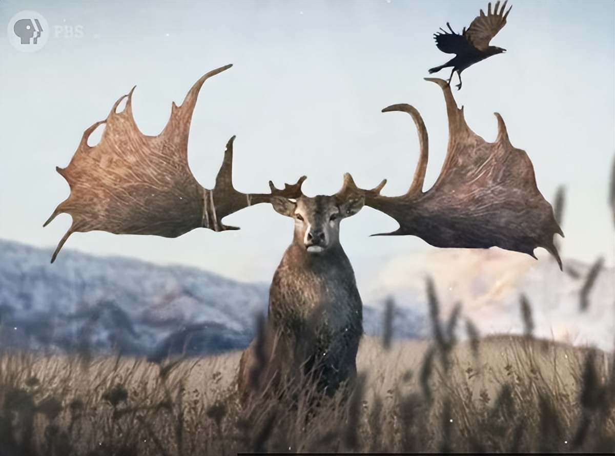 因基因变异快灭绝的动物,从远古到现在并未灭绝的动物