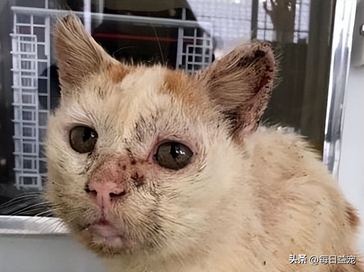 带猫出去晒太阳它为什么发抖,中午带上猫玩耍